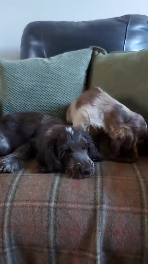 Cocker Spaniel dogs for sale: 1 beautiful kc reg show cocker puppy for sale - Video 2