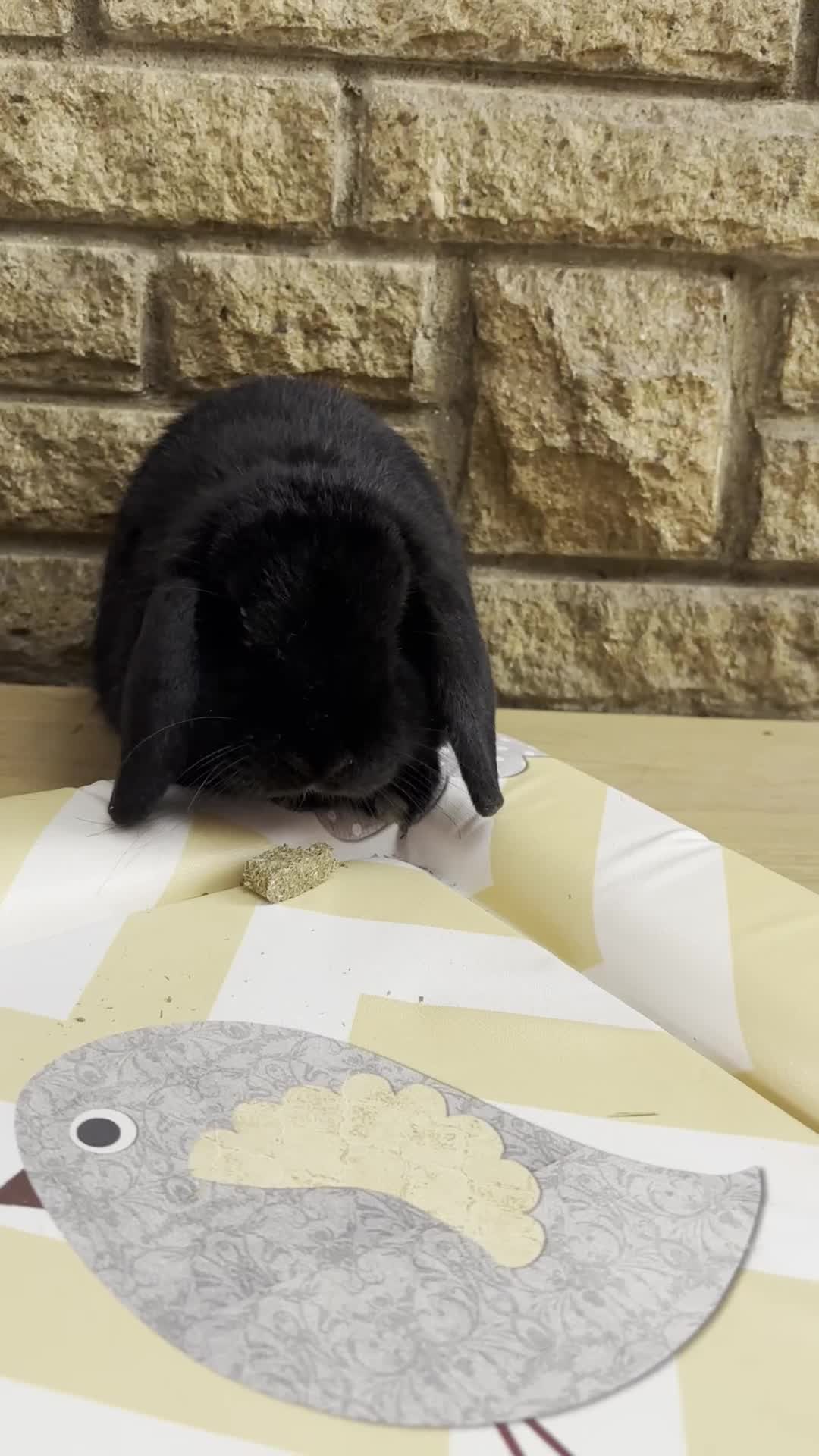 Mini Lop rabbits for sale: Adorable black mini lop bunny - Video 1