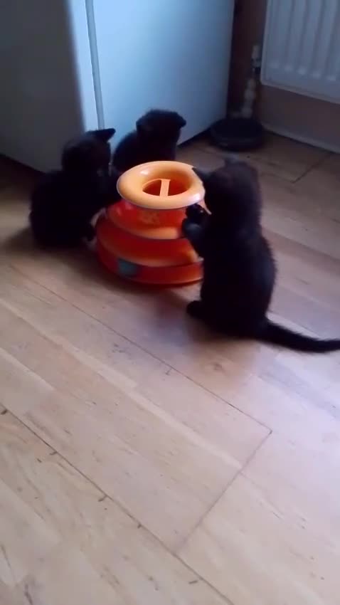 Mixed Breed cats for sale: 4 baby kittens for sale  - Video 1