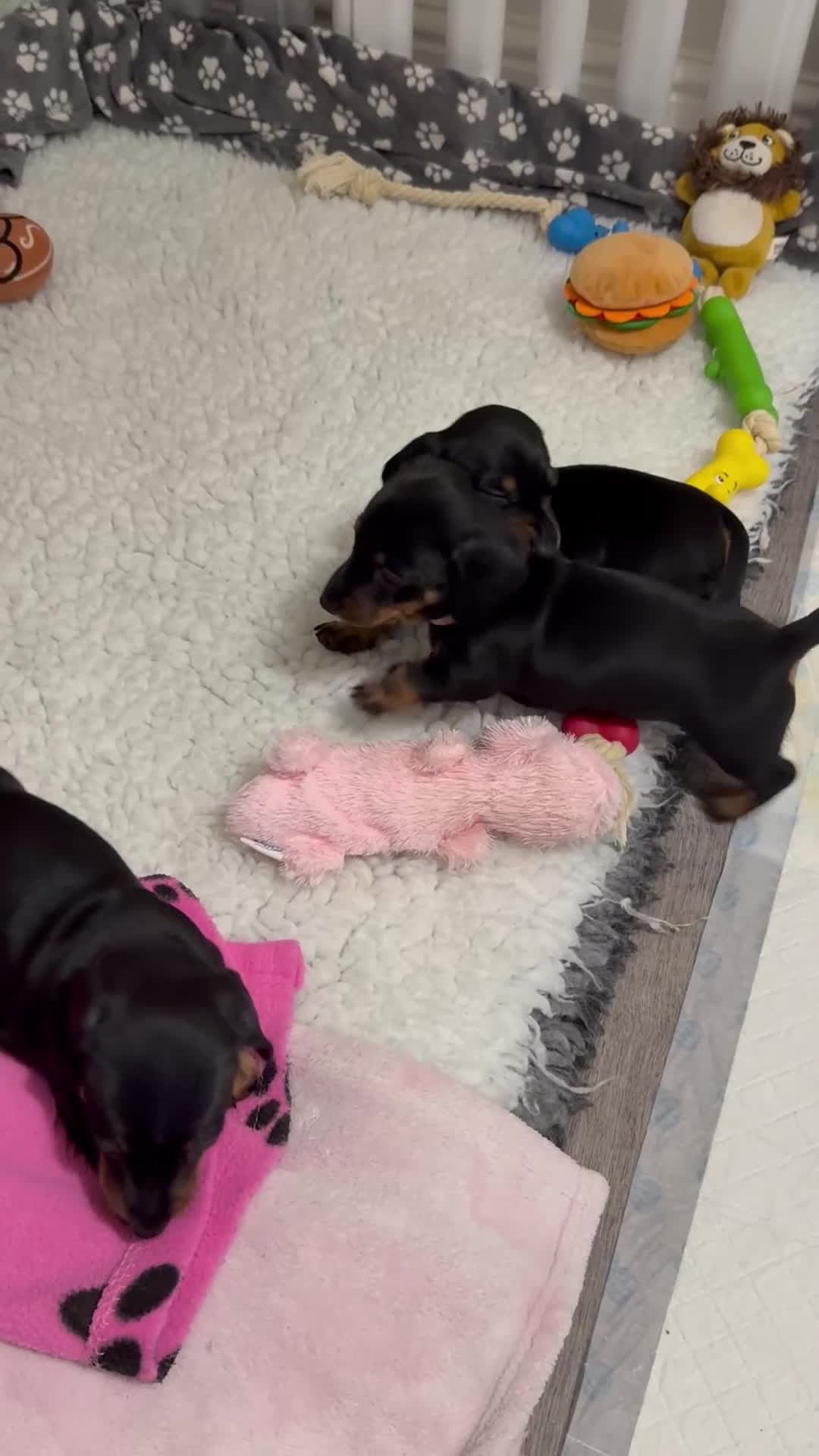Miniature Dachshund dogs for sale: ✨ READY NOW  KC MINIATURE DACHSHUND PRA CLEAR   - Video 1