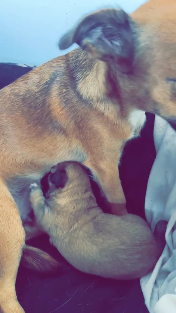 Jack Chi dogs for sale: Jack chi  - Video 1