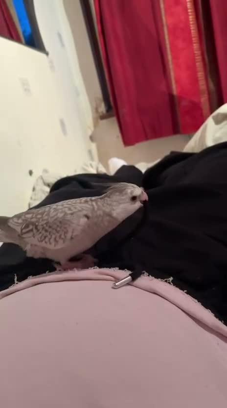 Cockatiels birds for sale: Beuno :) - Video 2