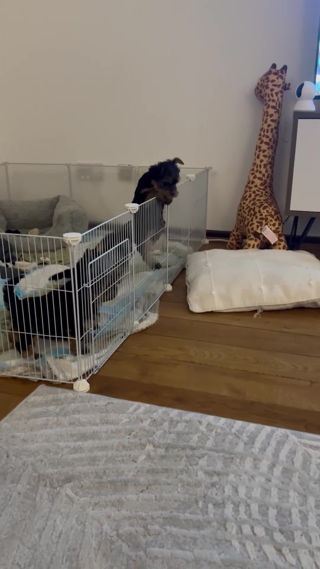 Yorkshire Terrier dogs for sale: ONLY 1 LEFT!! Purebred miniature Yorkshire Terrier - Video 4