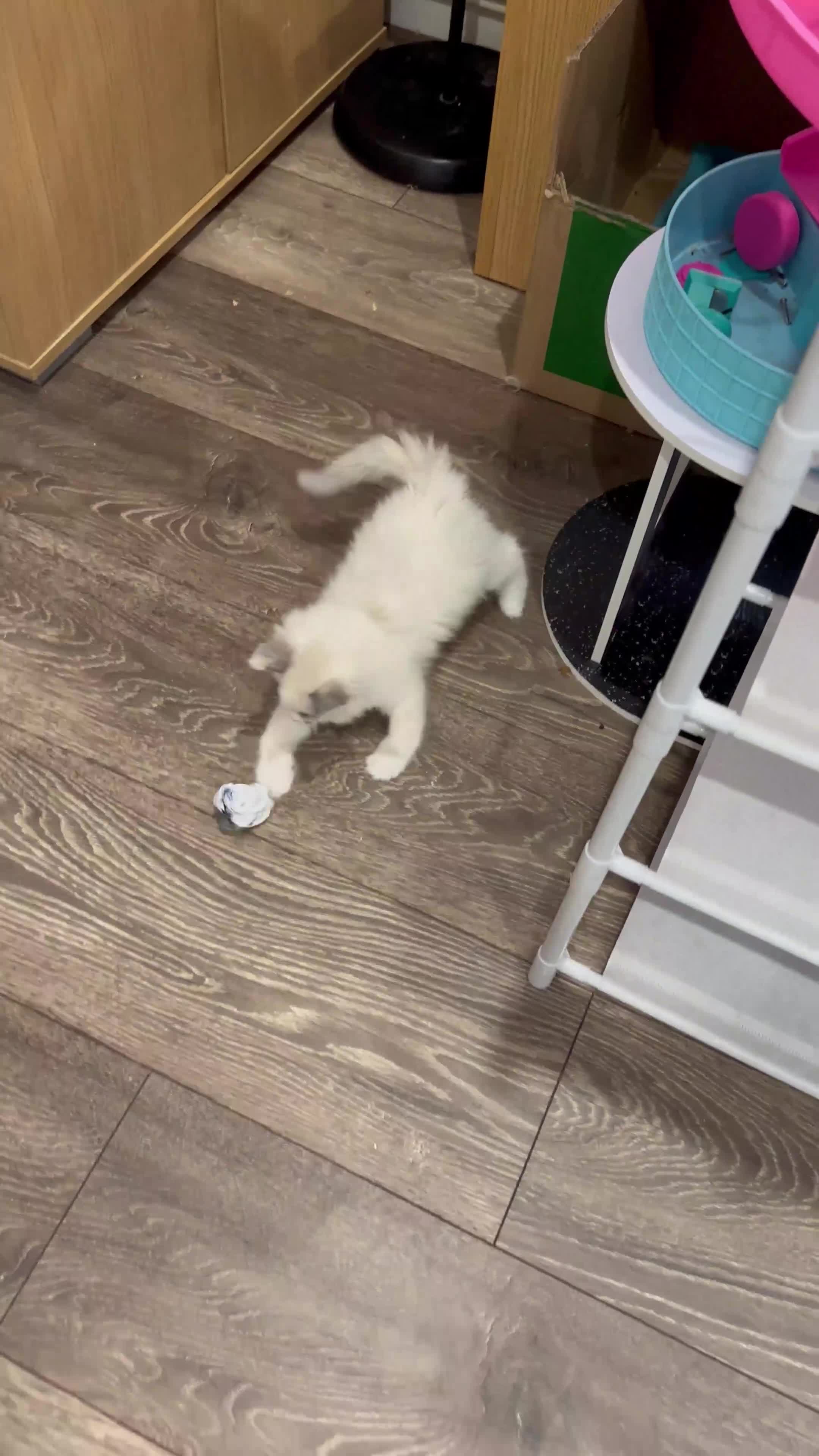 Ragdoll cats for sale: Last boy Stunning crazy playful pure Ragdoll - Video 3