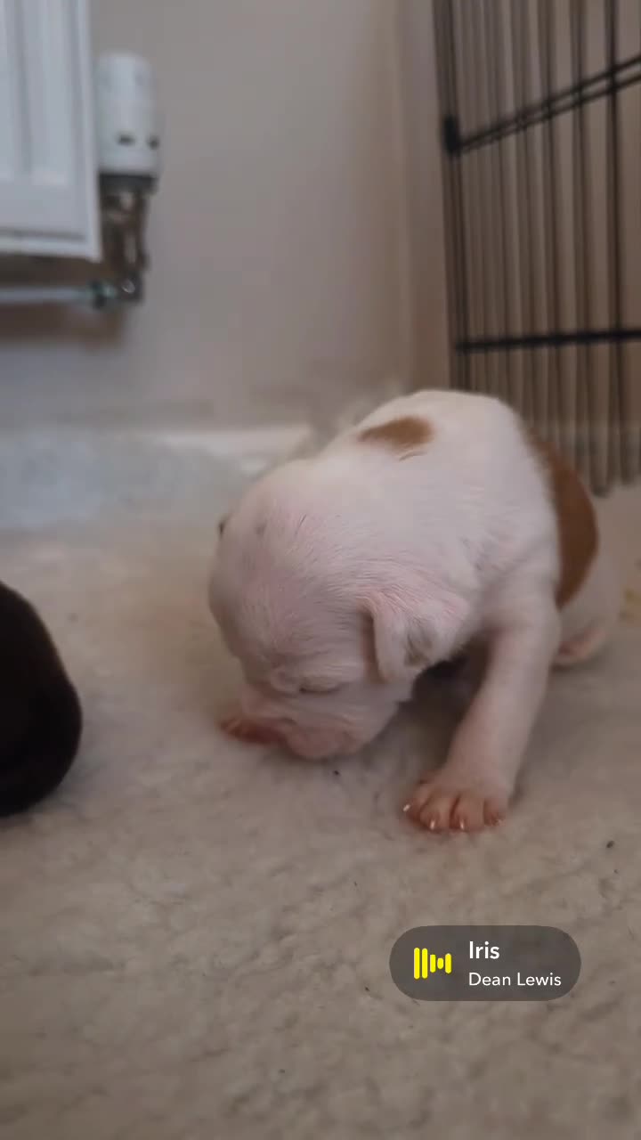 Mixed Breed dogs for sale: A* bulldog puppies 🐶 - Video 3