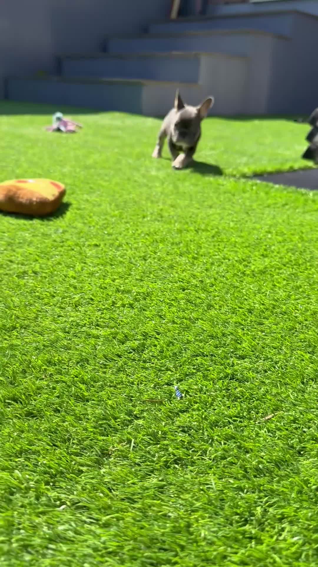 French Bulldog dogs for sale: A boy and girl frenchies  - Video 1