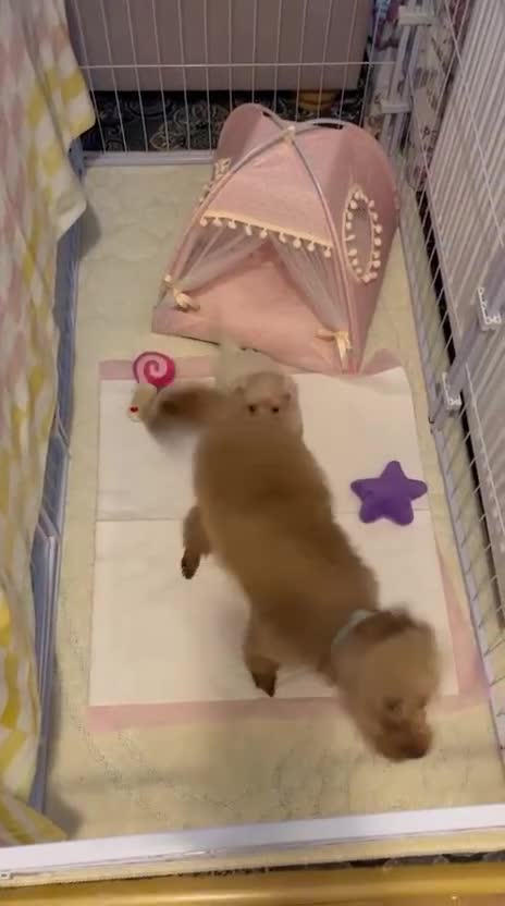 Maltipoo dogs for sale: Tea cup/ pocket puppy Maltipoo girl 🩷 - Video 2