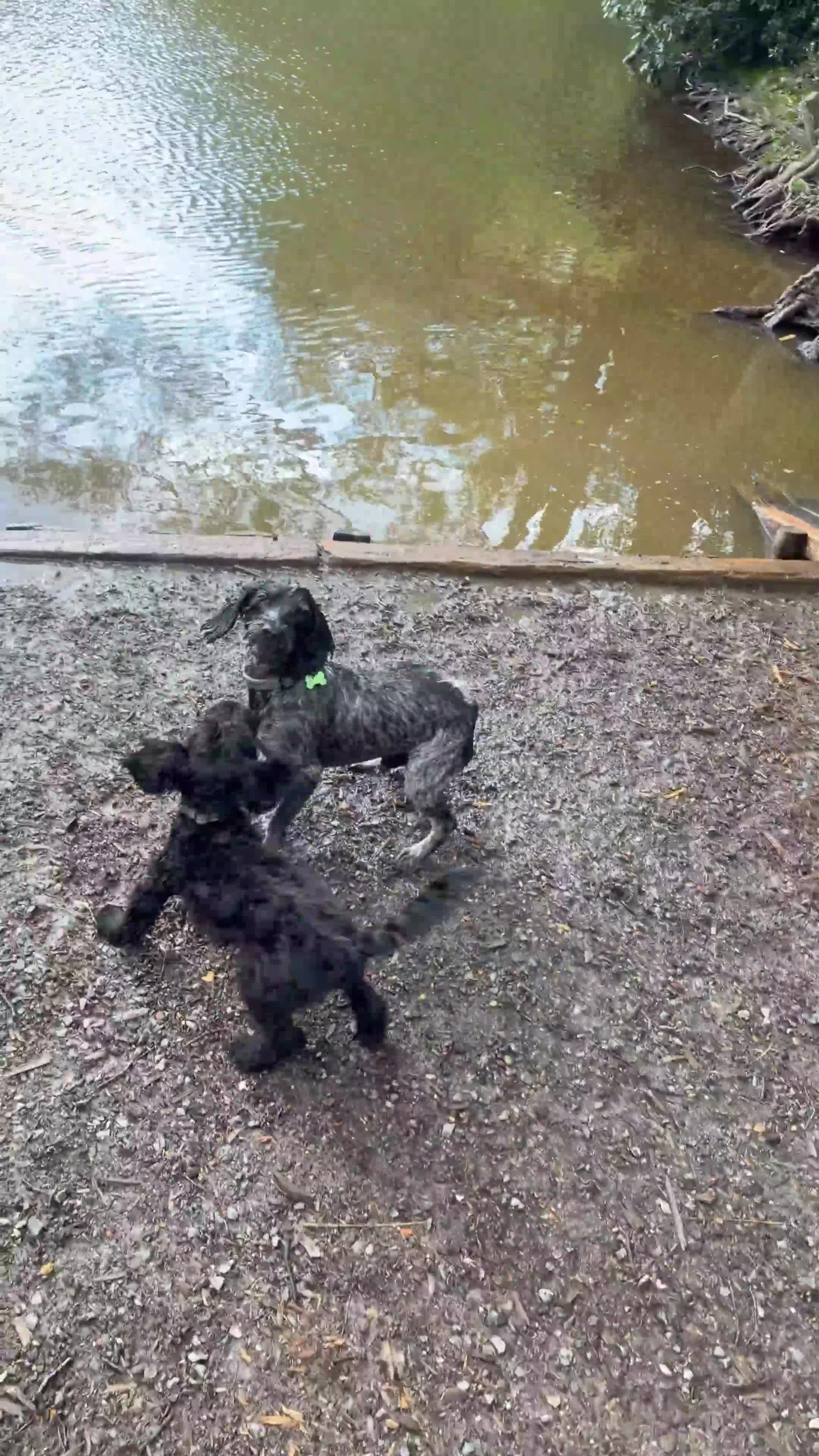 Cockapoo dogs for stud: Blue Roan & Tan-Phantom Stud - Video 1