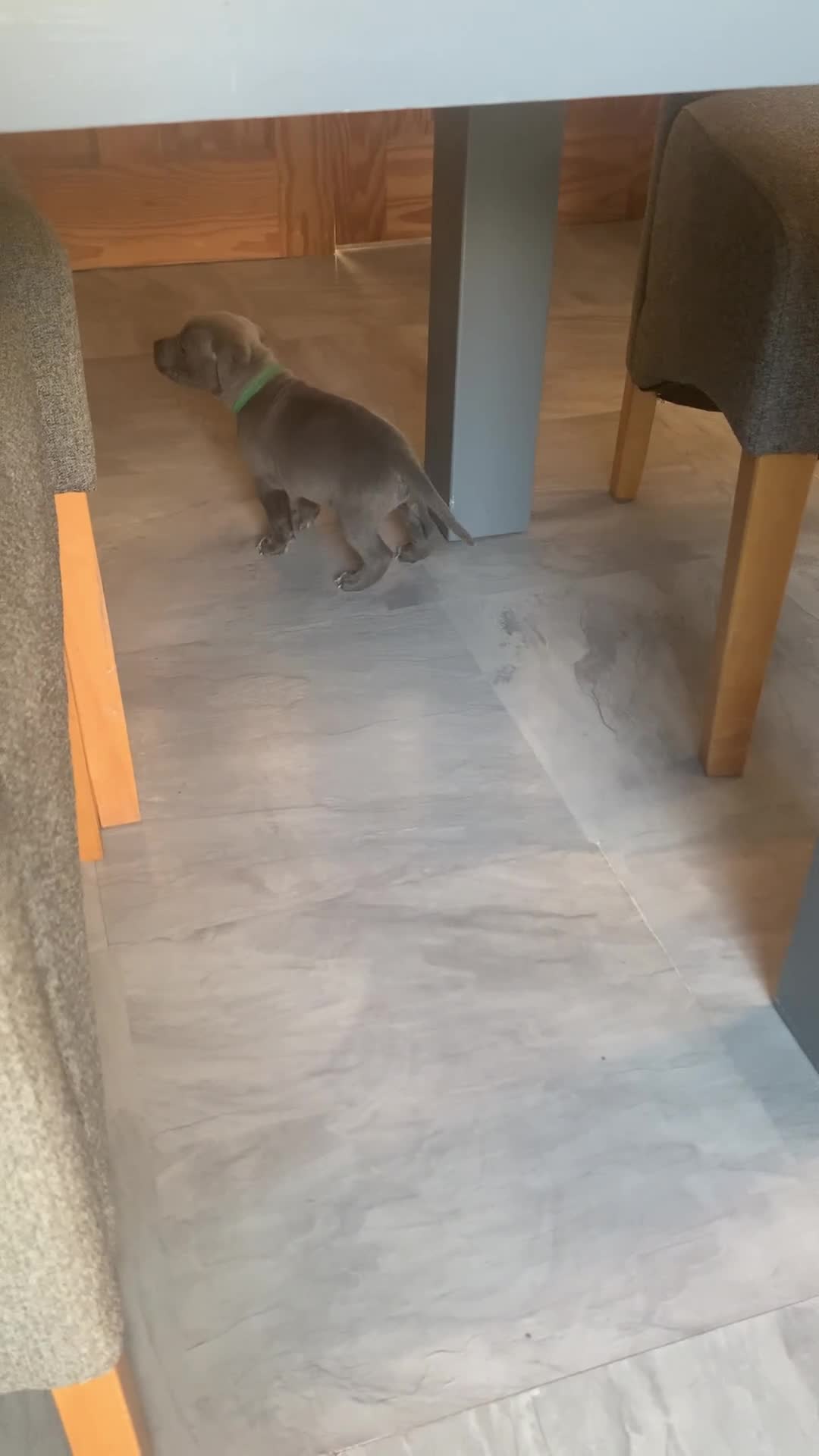 Staffordshire Bull Terrier dogs for sale: 1 left!! KC Blue Staffordshire Bull Terriers - Video 2