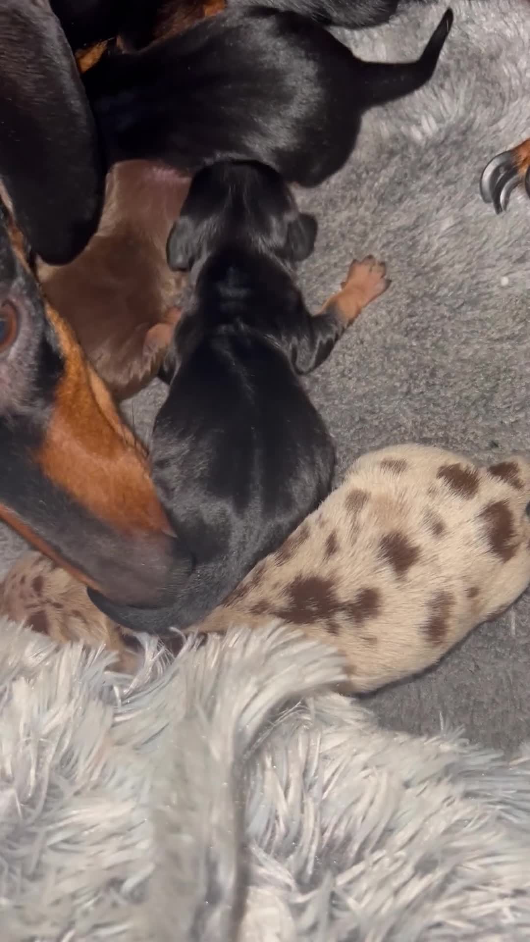 Miniature Dachshund dogs for sale: Miniature Dachshunds - Video 4