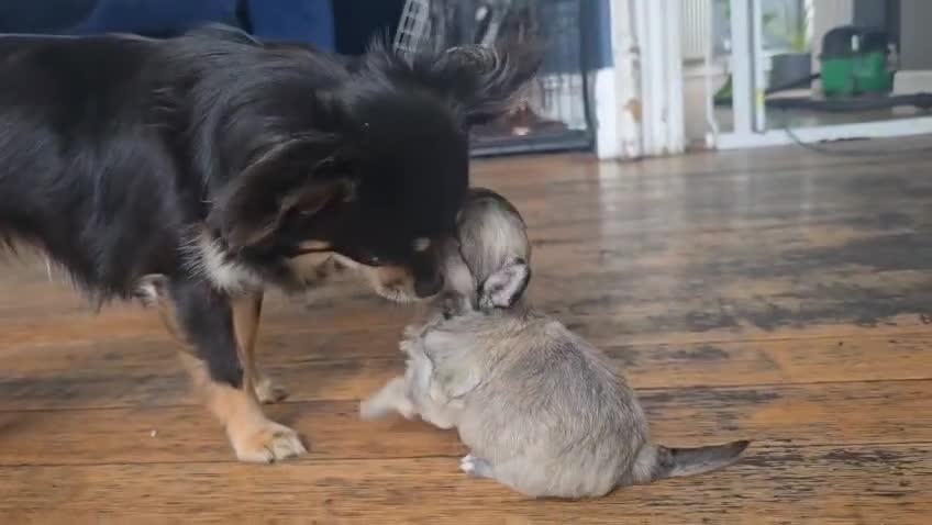 Chihuahua dogs for sale: Beautiful fluffy long haired chihuahuas - Video 1