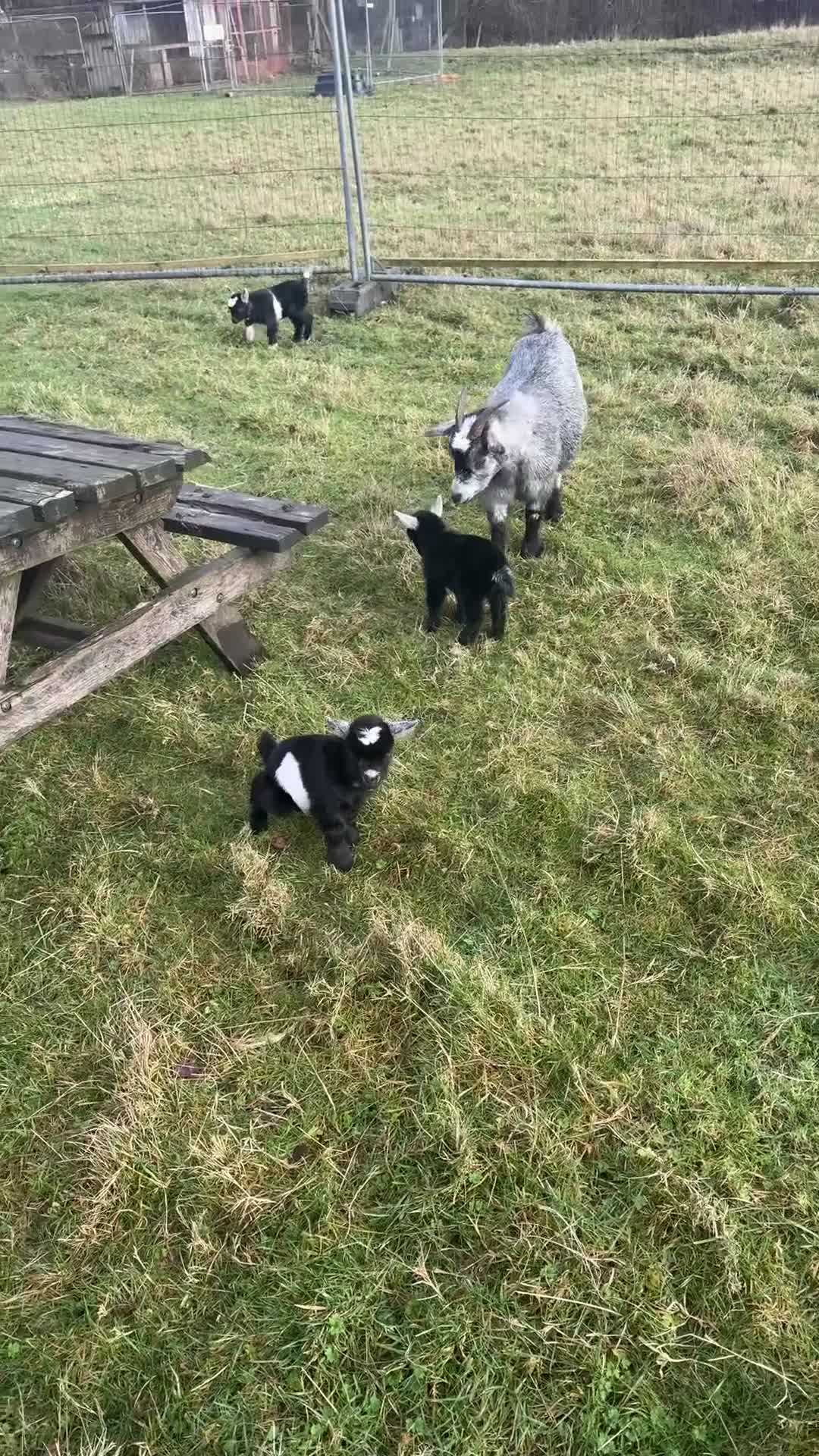 Goats livestock for sale: Pygmy goat wethering - Video 1