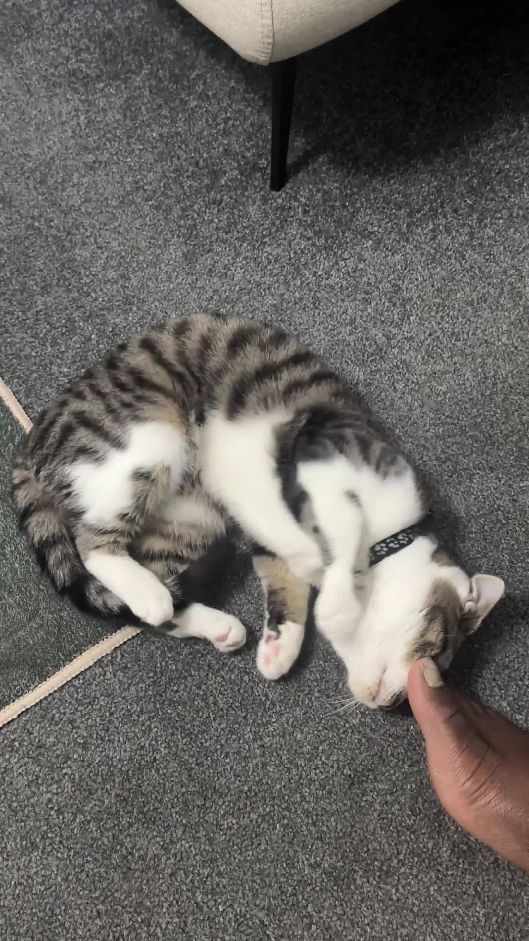 Domestic Shorthair cats for sale: Adorable Kitten for sale - Video 2