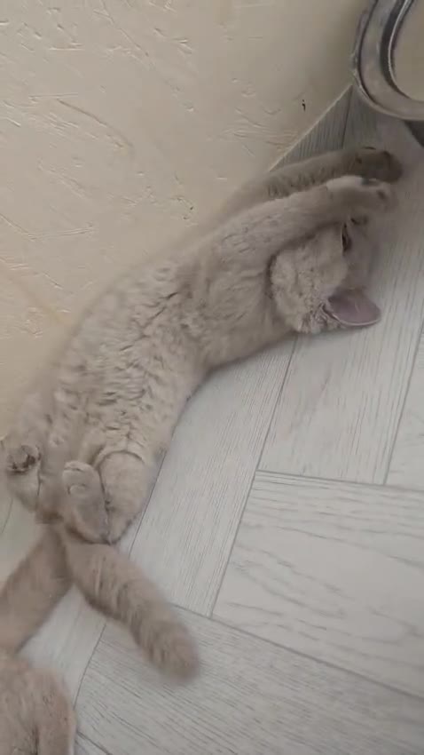 British Shorthair cats for sale: Lilac British shorthair girl  - Video 1