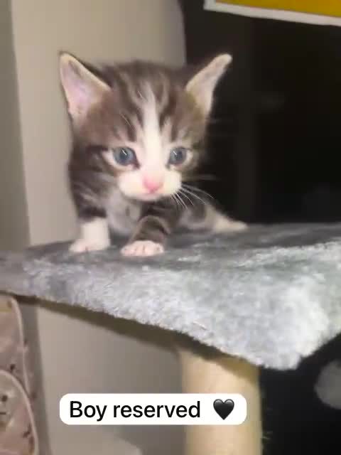 Mixed Breed cats for sale: Only 3 males left mum is Siamese  - Video 1