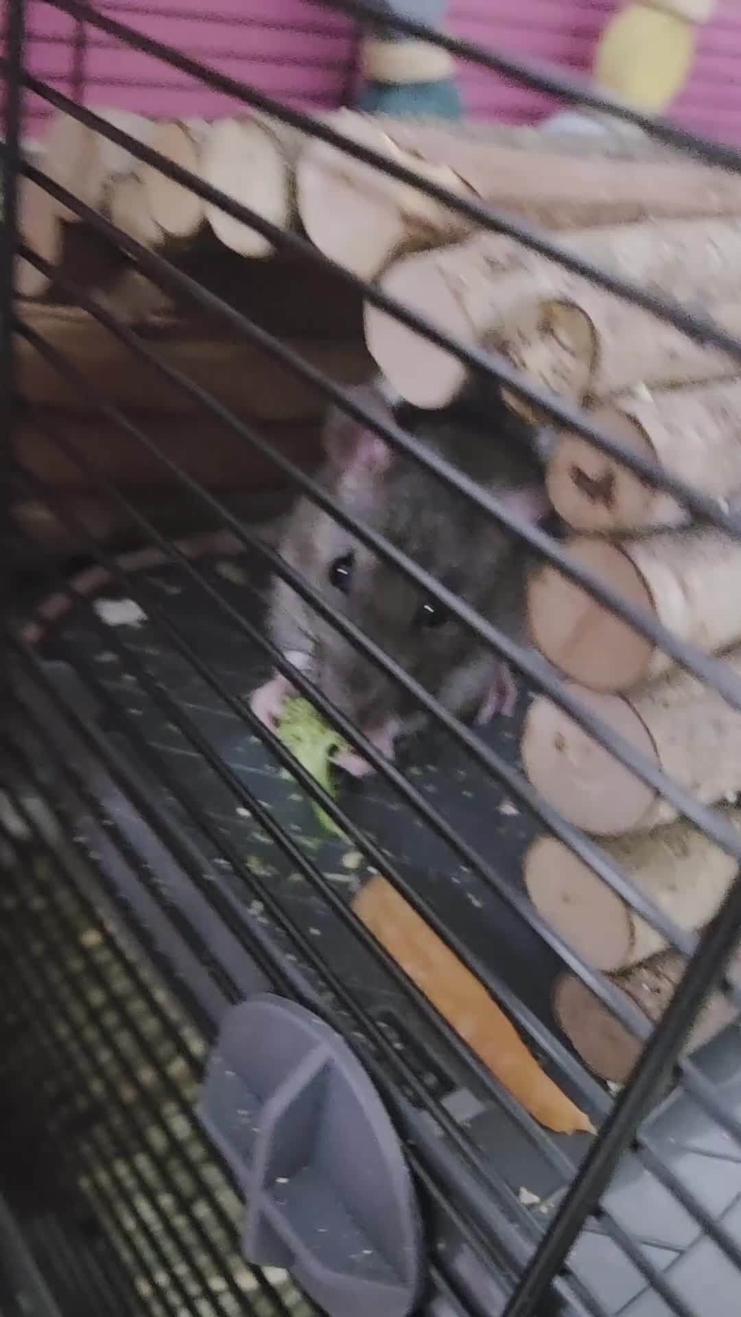 Rat rodents for sale: 2 friendly male rats with cage in Newport - Video 1