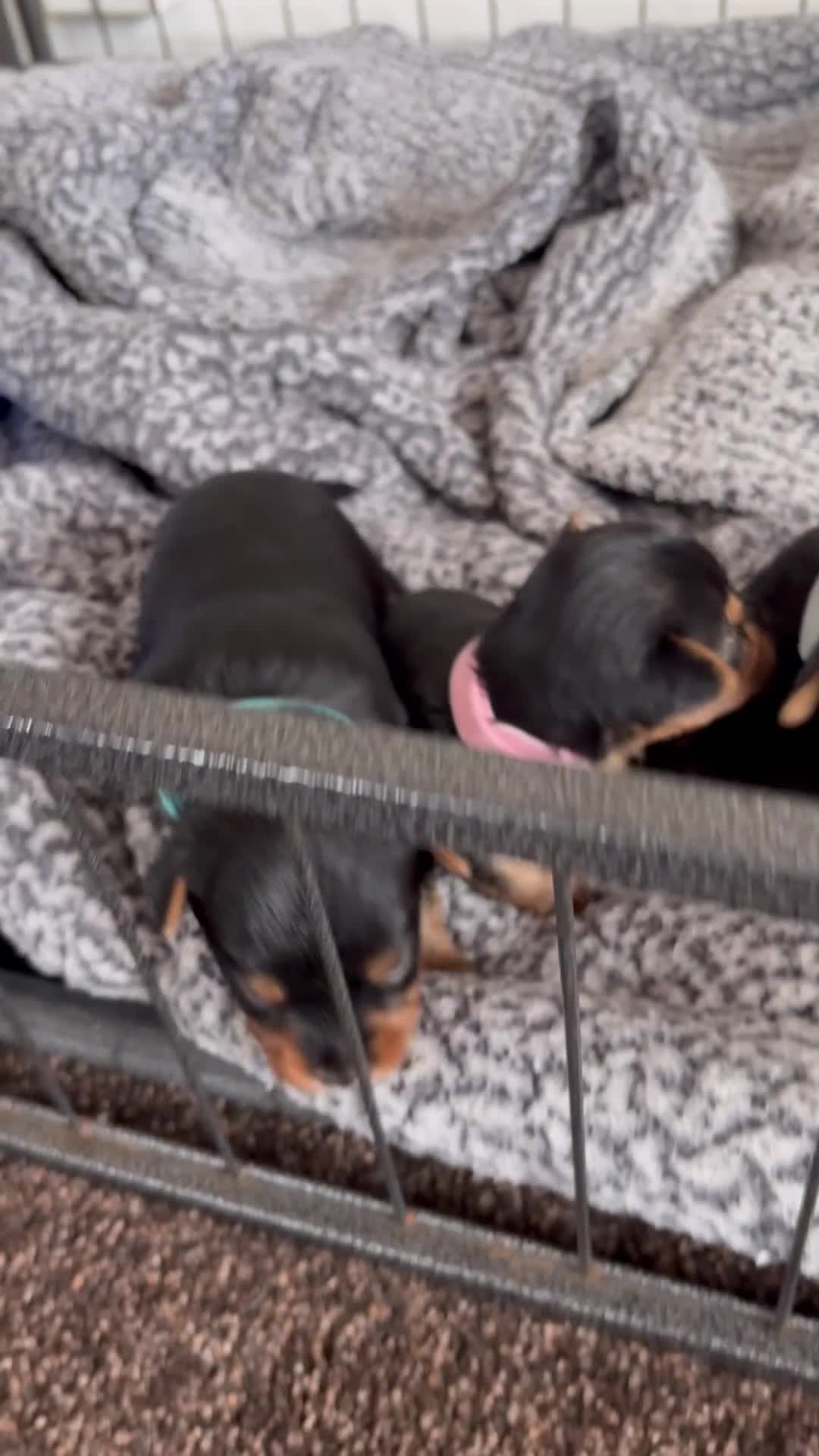 Yorkshire Terrier dogs for sale: 2 little boys ready to leave 💙 - Video 2