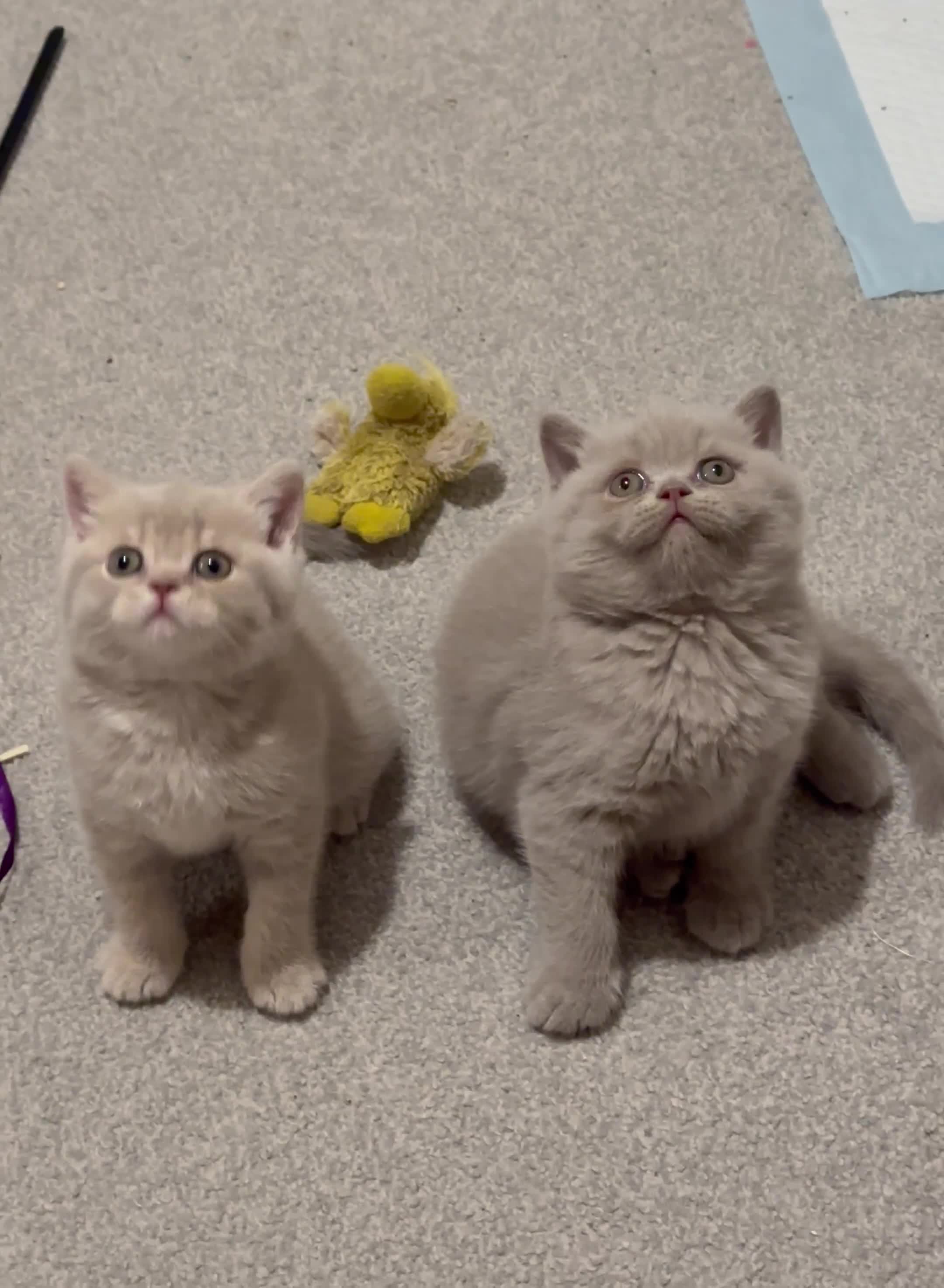 British Shorthair cats for sale: Show quality kittens BSH - Video 5