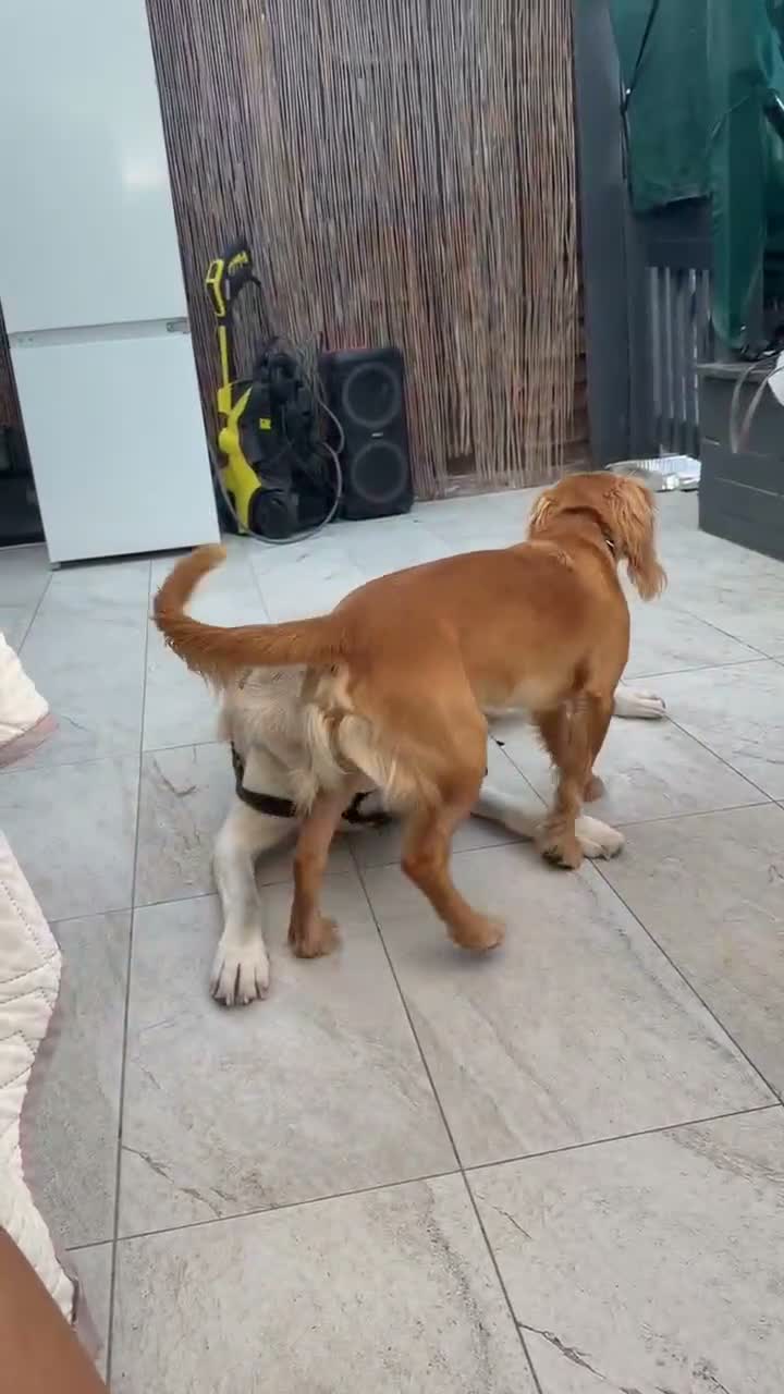 Cocker Spaniel dogs for sale: Cocker Spaniel - 10month old - Video 1