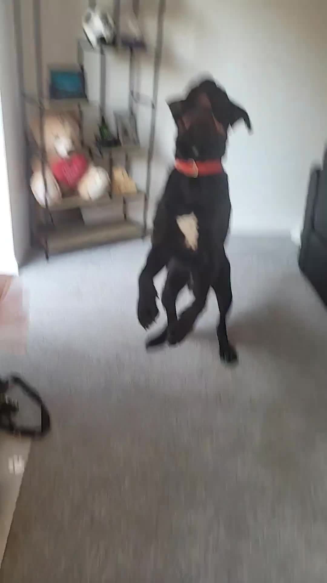 Cane Corso dogs for sale: Cane Corse Black- 2 years old - Video 3