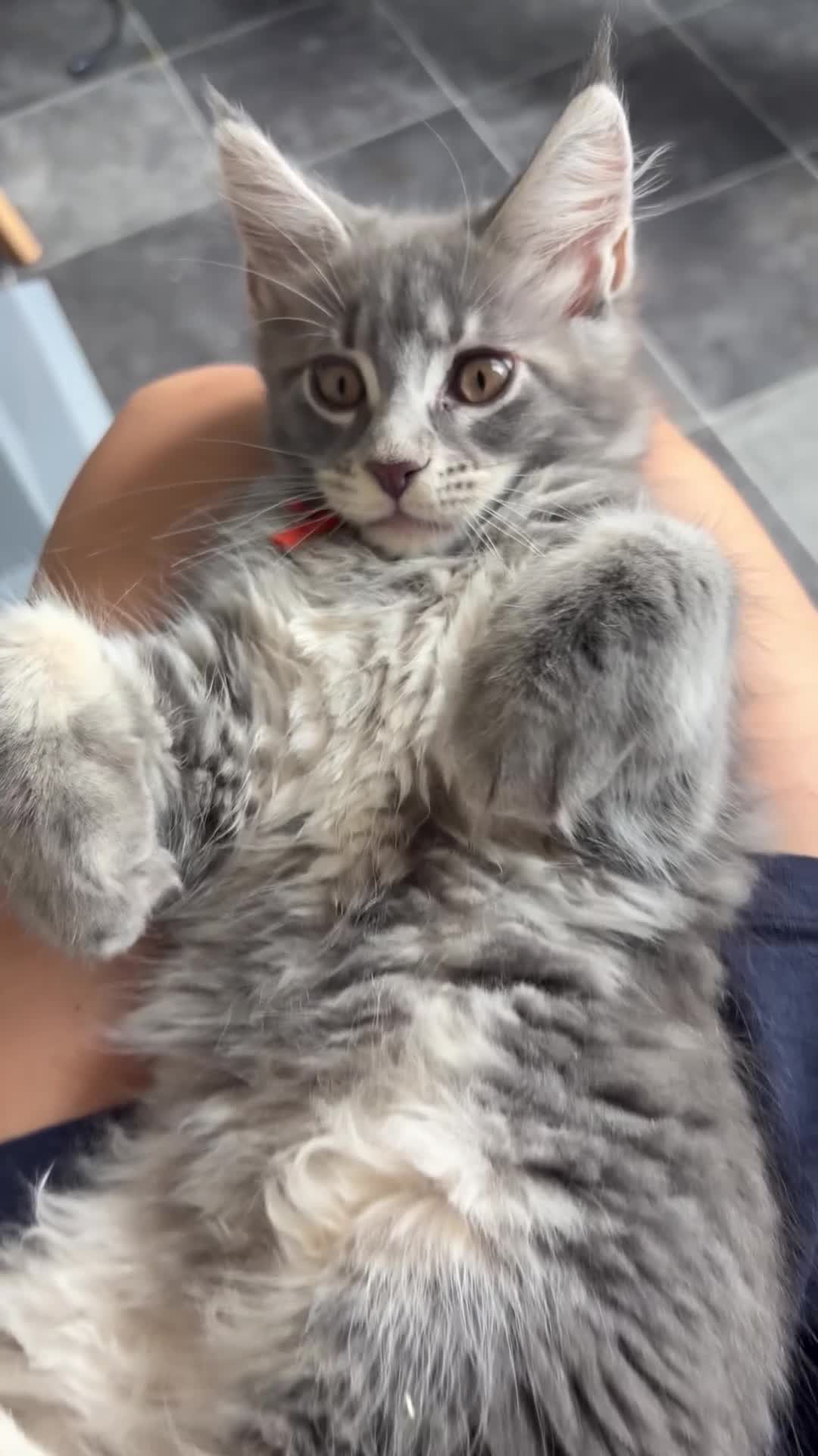 Maine Coon cats for sale: One blue silver mainecoon girl left  - Video 2