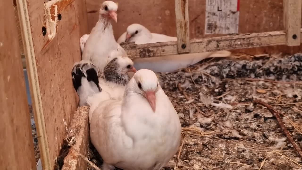 Pigeons birds for sale: White tumbler pigeons  - Video 1