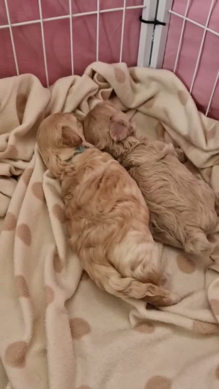 Maltipoo dogs for sale: Our beautiful Maltipoo puppy still available - Video 1