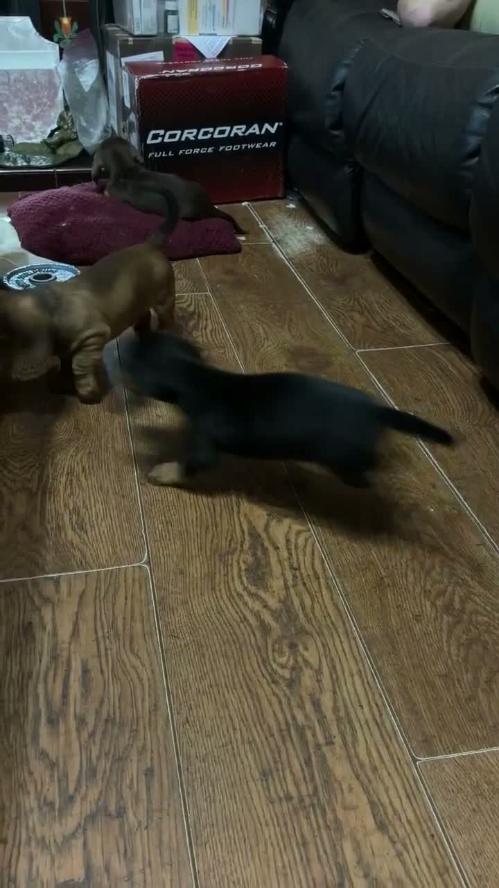 Mixed Breed dogs for sale: Miniature dachshund cross puppies  in Halesowen - Video 2