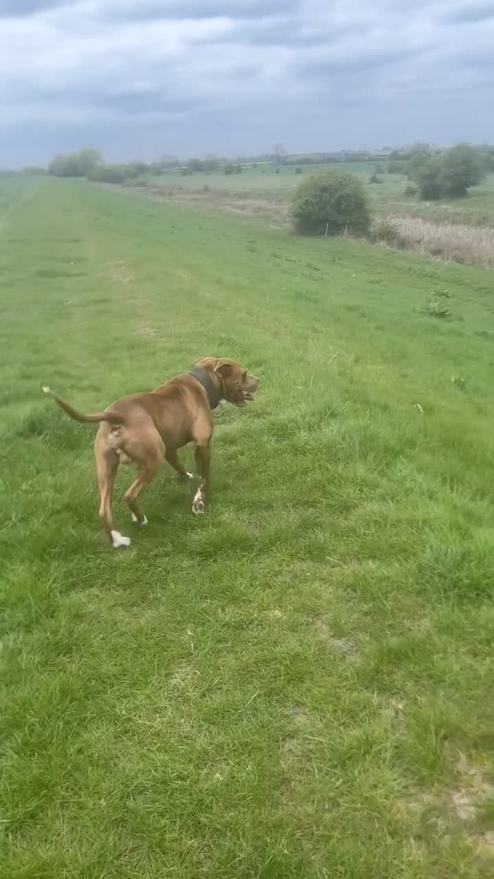 American Bulldog dogs for stud: American bulldog cross for STUD - Video 2