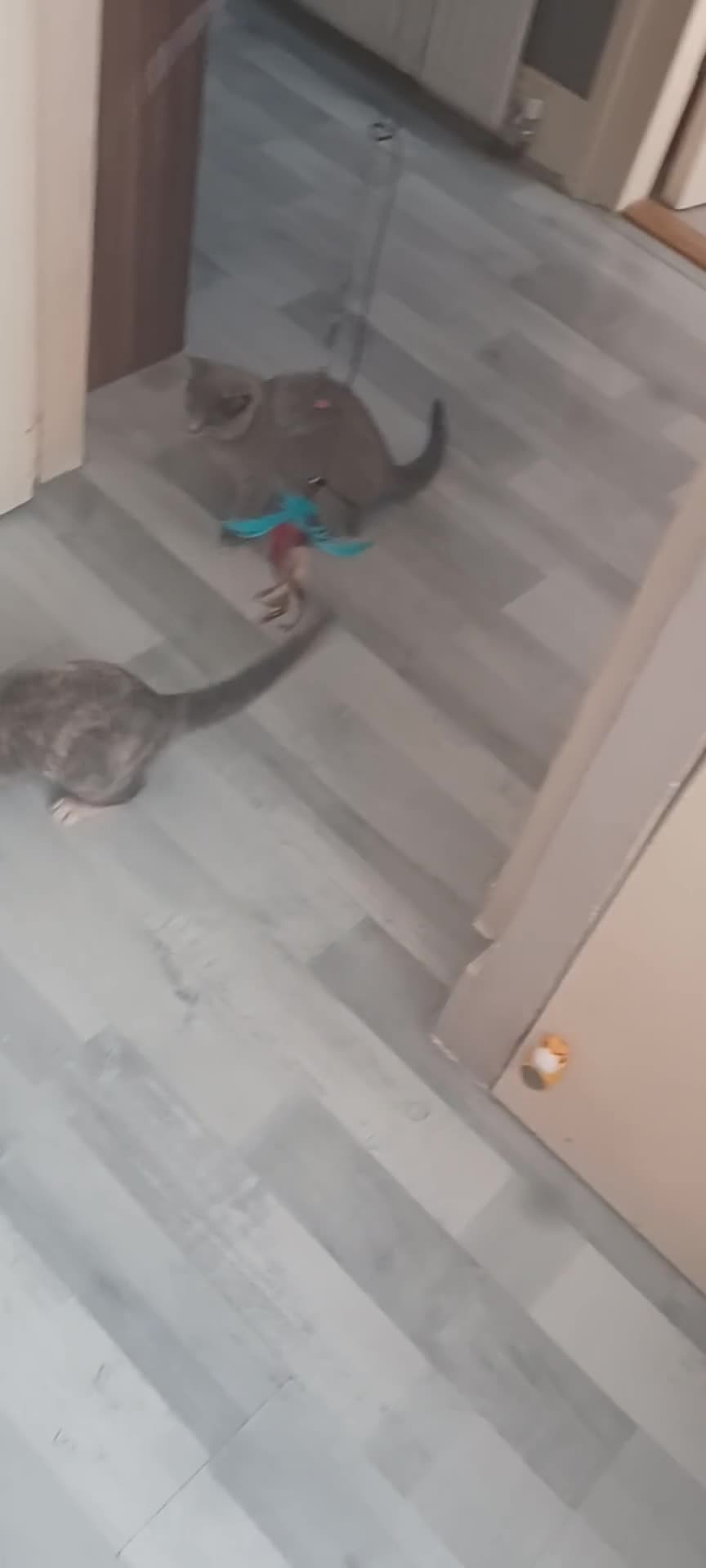 British Shorthair cats for sale: 2 lovely British shorthair kitten left  - Video 1