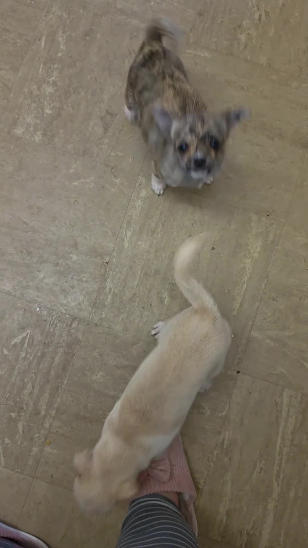 Chihuahua dogs for sale: RARE Brindle Chihuahua Puppies - Video 1