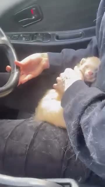 Ferret rodents for sale: Ferret for sale - Video 2