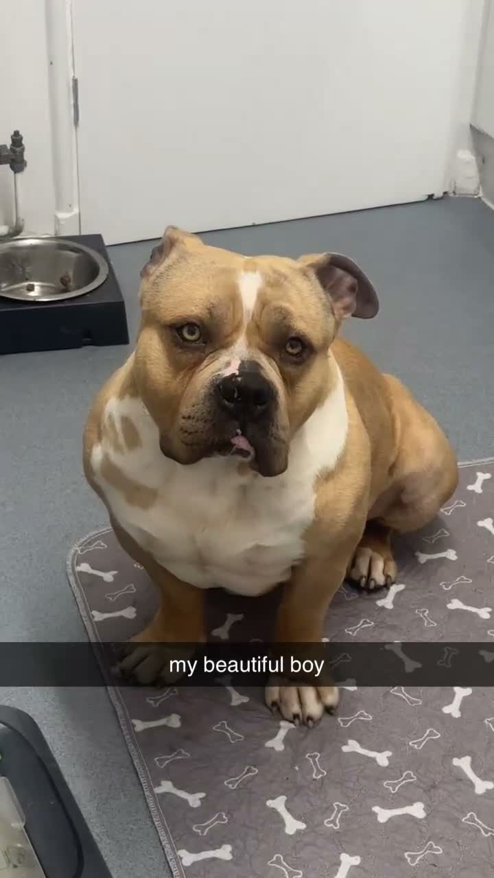 American Bully dogs for stud: STUD ! Kash - Video 1