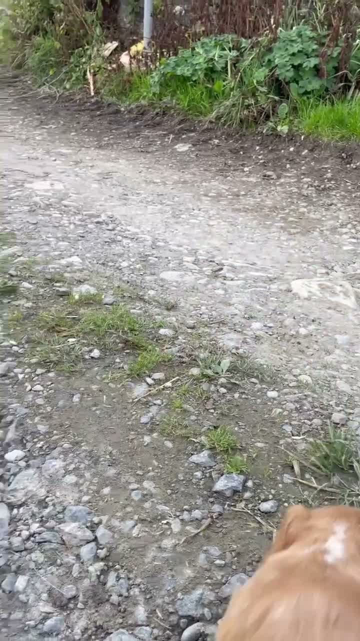 Cocker Spaniel dogs for sale: Working Cocker Spaniels - Video 1