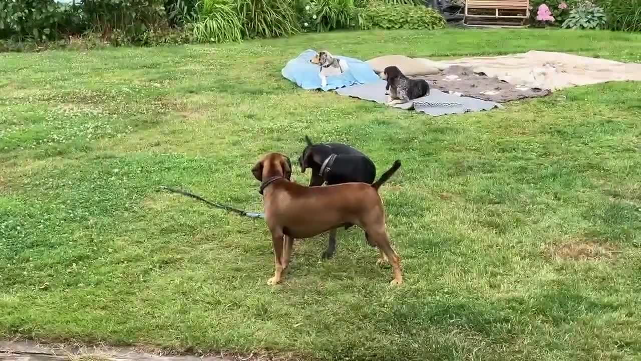 Mixed Breed dogs for adoption: Chief hound X special boy  - Video 1
