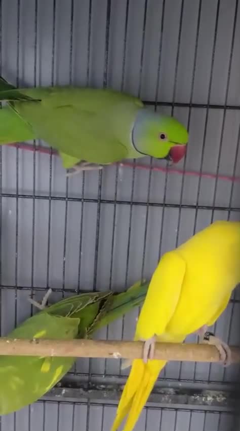 Ringnecks birds for sale: Ringneck Green - Video 1