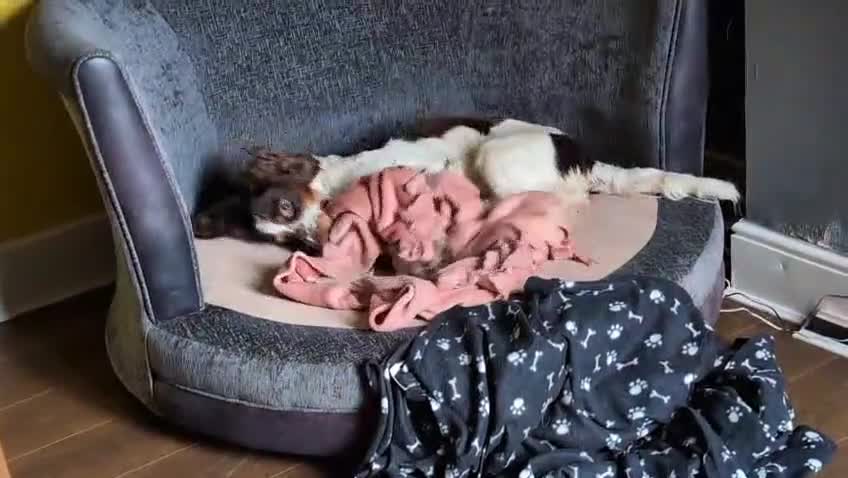 English Springer Spaniel dogs for adoption: 💙Tommy💙 2 yo Affectionate Lively Friendly boy in Gainsborough - Video 3