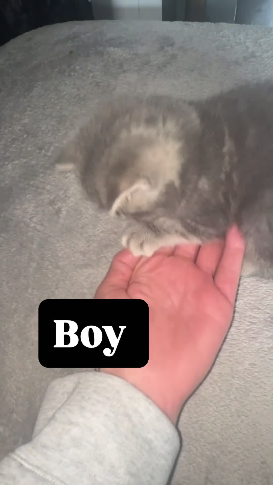 British Shorthair cats for sale: 👉 British Shorthair Kittens – Ready 14 Feb - Video 5