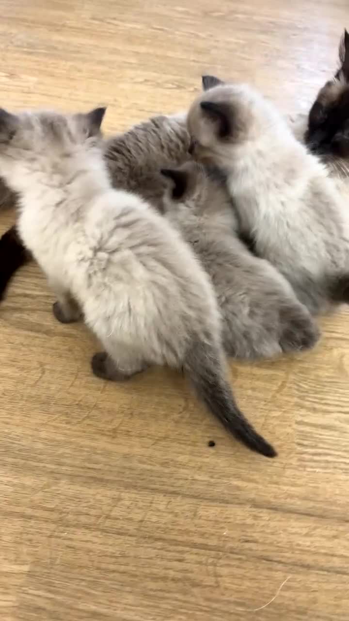 Ragdoll cats for sale:  Gorgeous fluffy chocolate ragdoll kittens🐾🥹 - Video 1