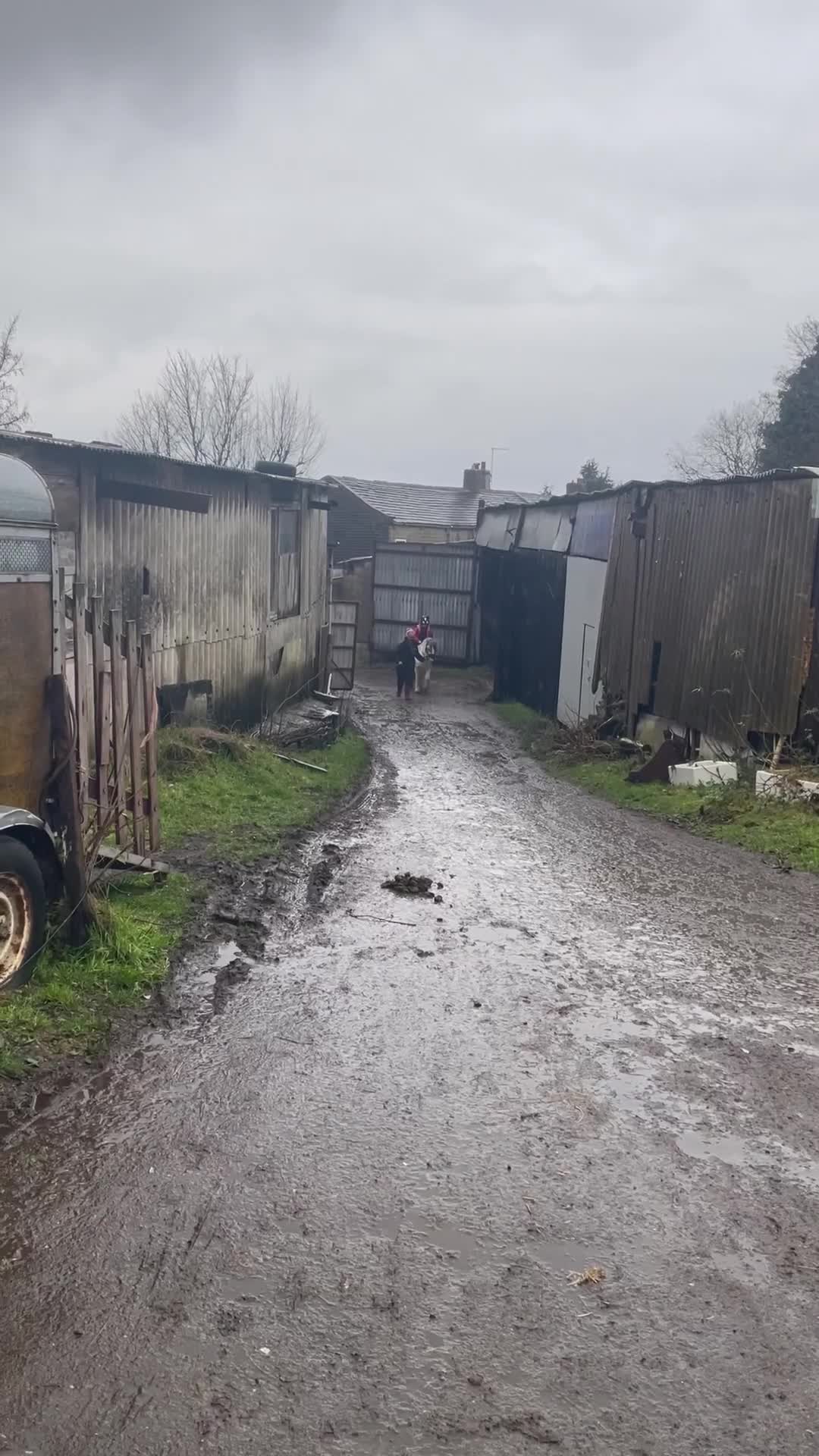 Irish Cob horses for sale: 12.3 Cob Pony - Video 4