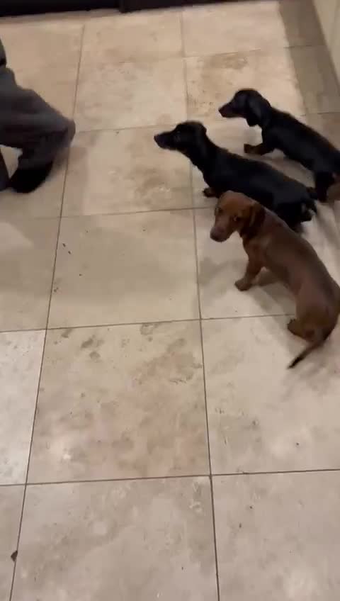 Dachshund dogs for sale: Gorgeous pure bred miniature dachshunds  - Video 2