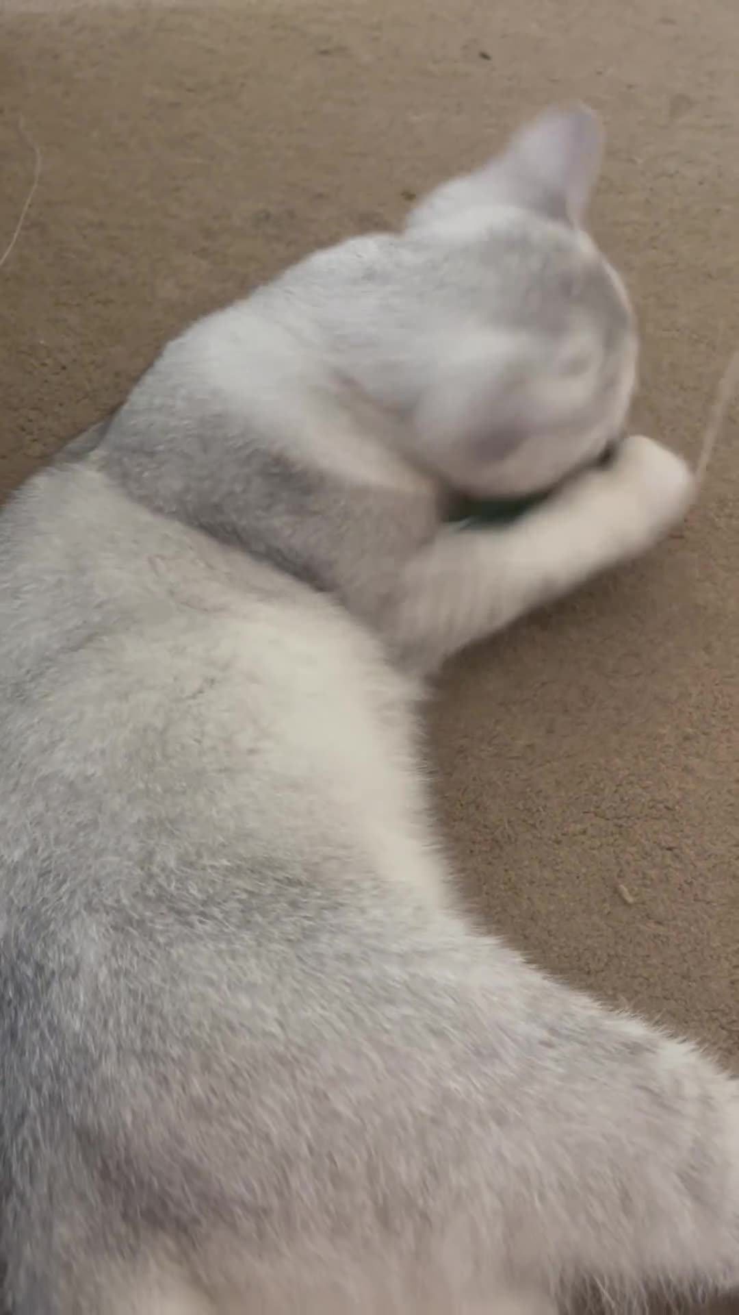 Scottish Fold cats for sale: Scottish fold - Video 4