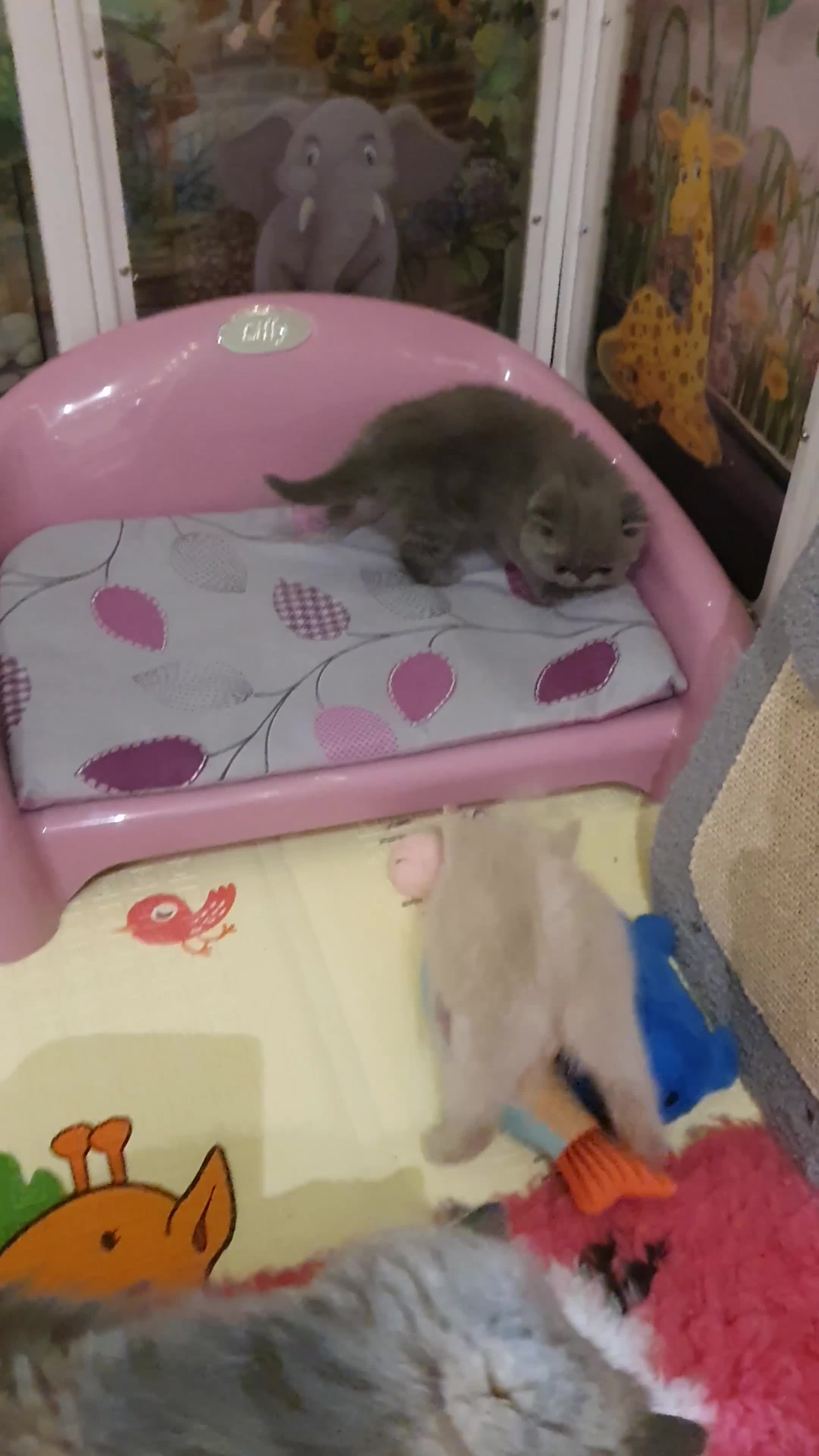 Persian cats for sale: Chunky blue/cream Exotic girl  - Video 1