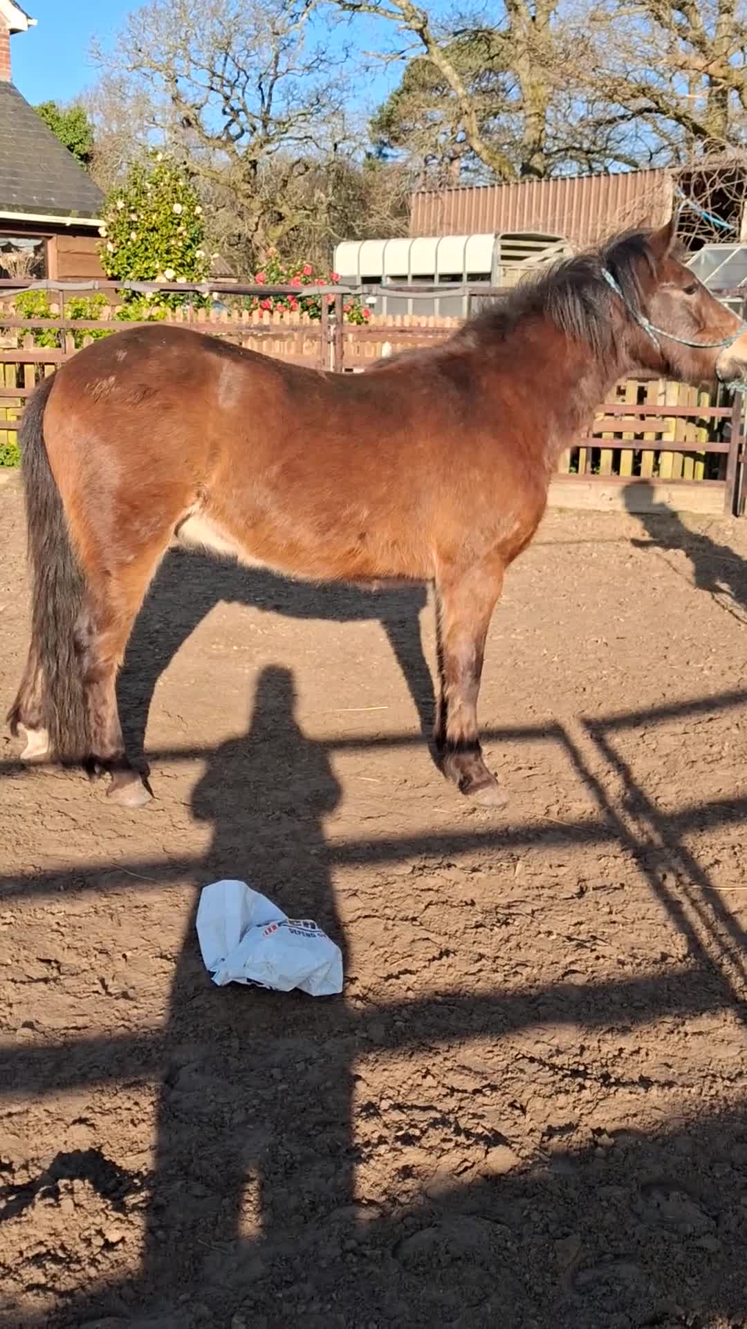 New Forest horses for sale: Smart registeted 3 year old geldings - Video 1