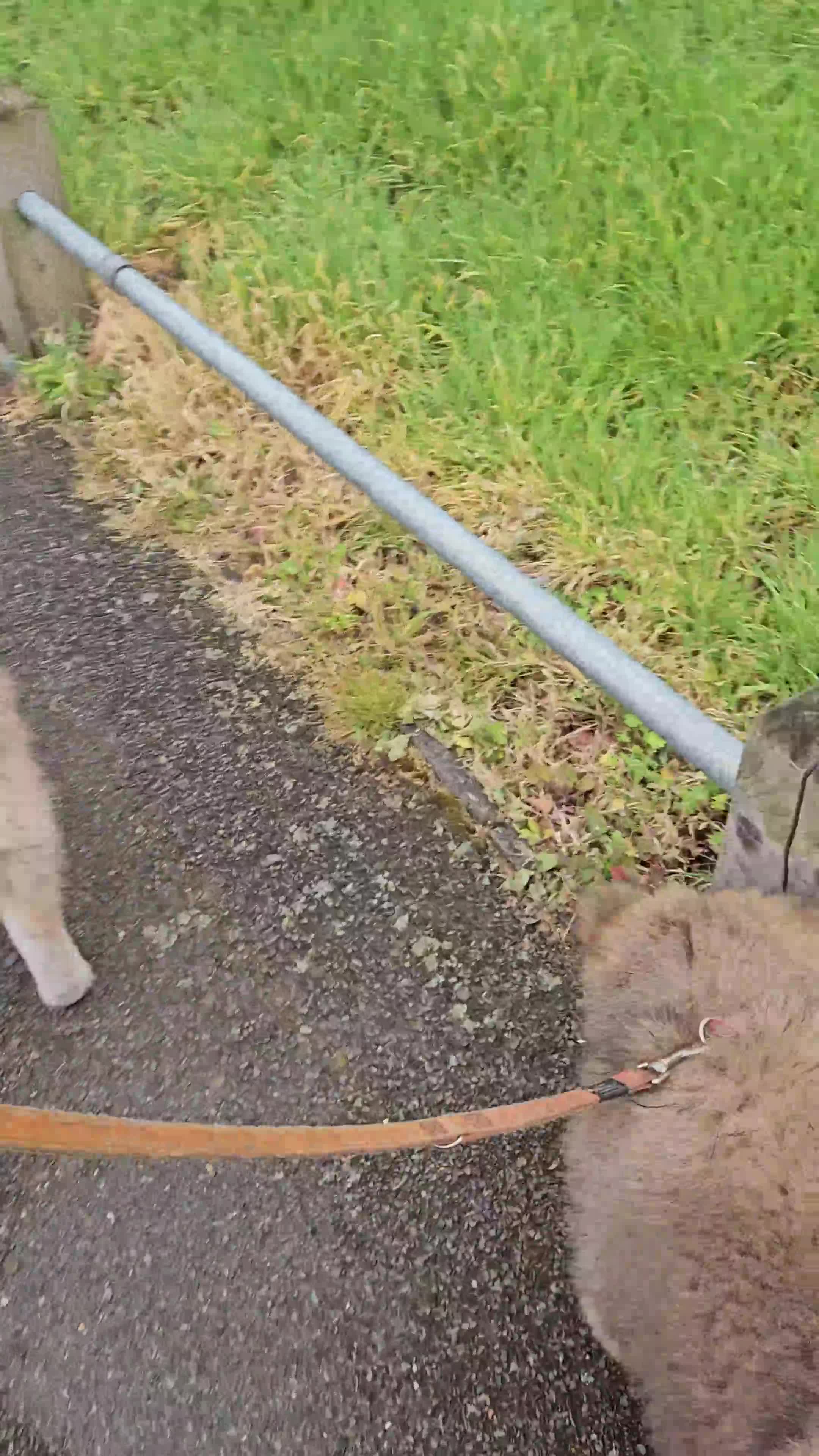 Akita dogs for sale: RKC Long-coat female - Video 1