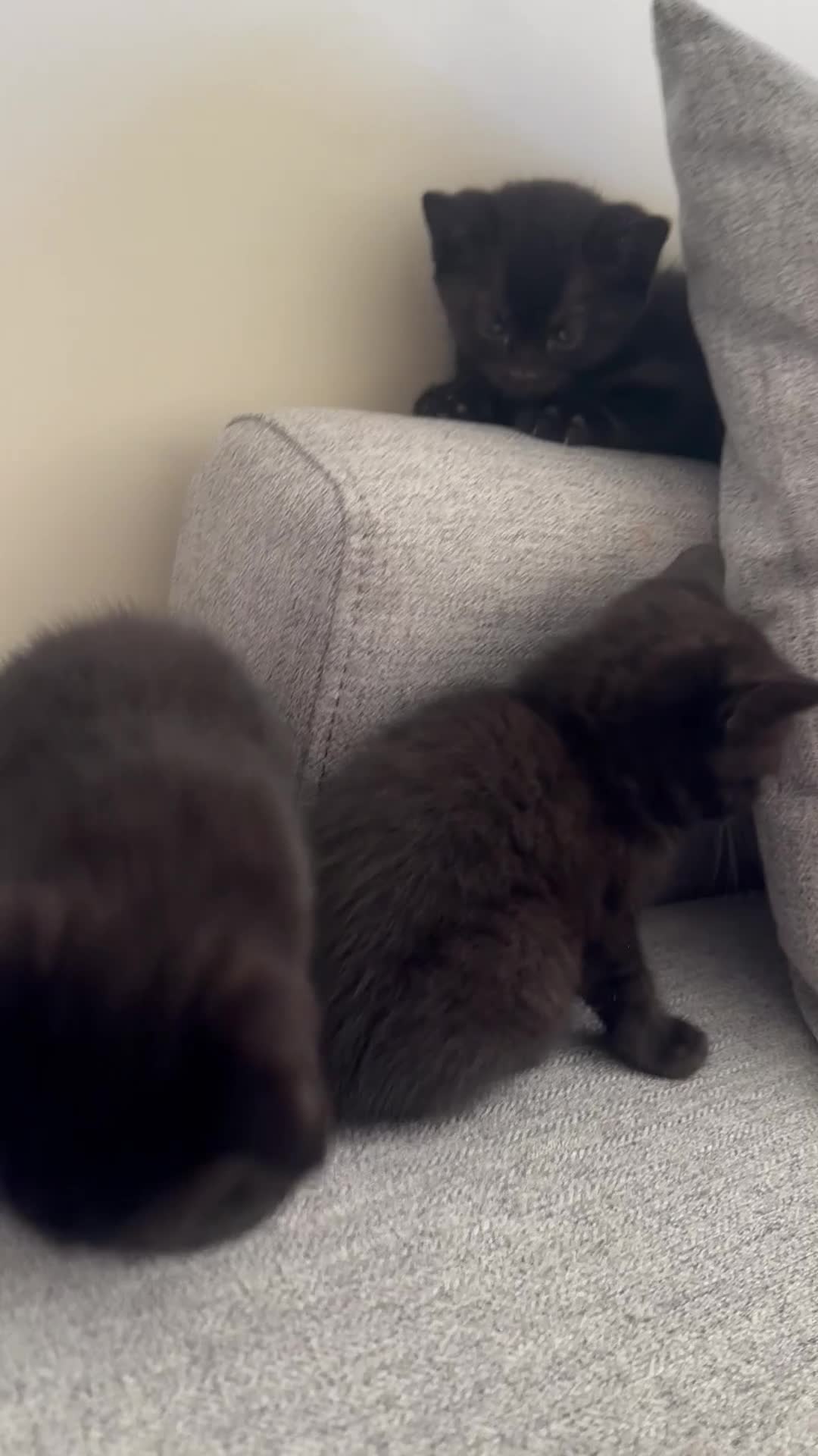 Mixed Breed cats for sale: All black Kittens for Sale in Crawley - Video 2