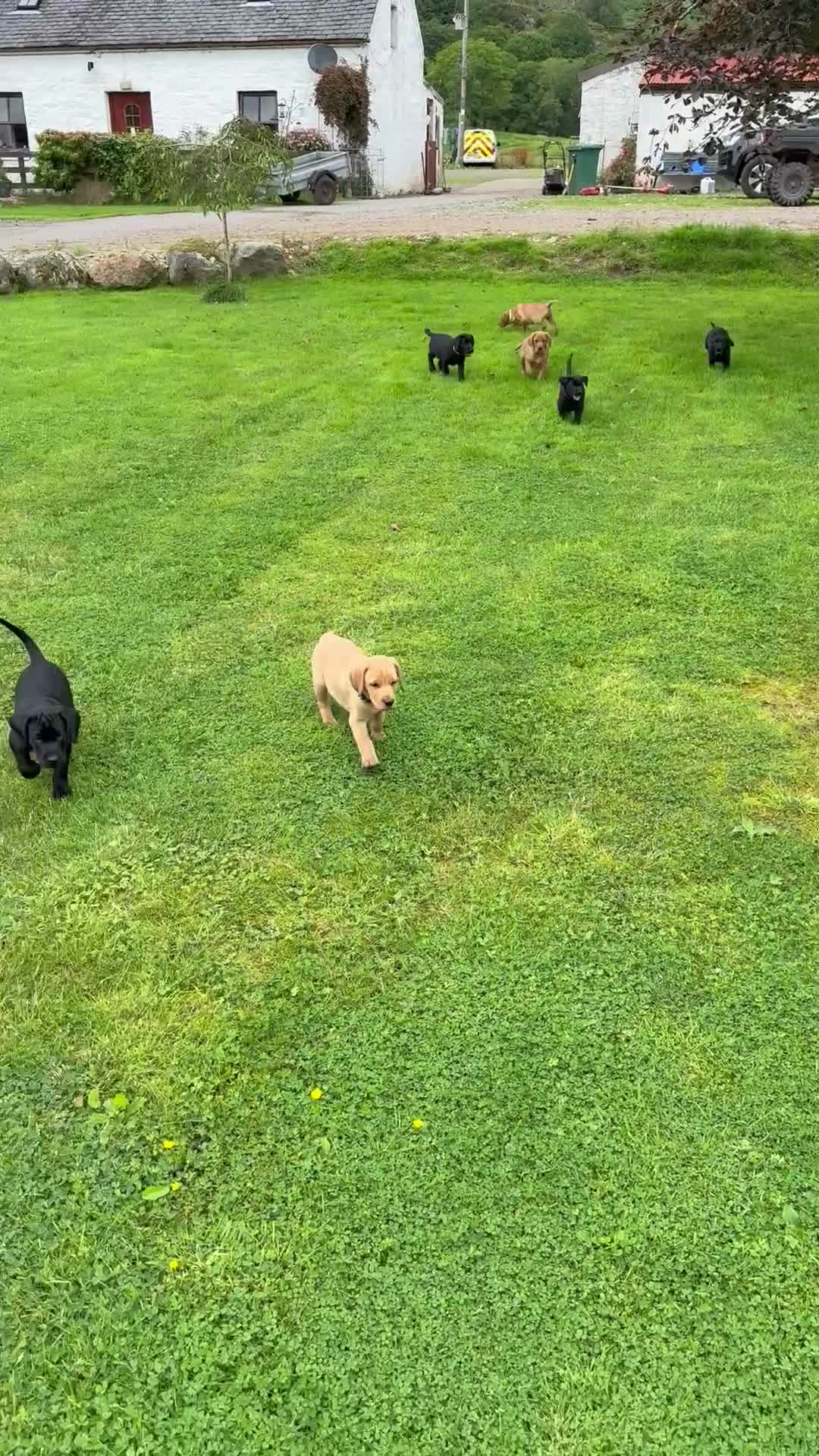 Labrador Retriever dogs for sale: Gorgeous Labrador Puppies - Video 1