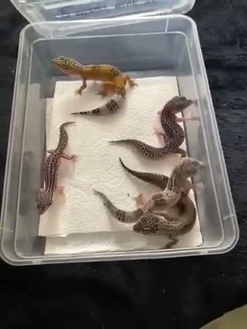 Gecko reptiles for sale: Lepard Geckos For sale  - Video 1