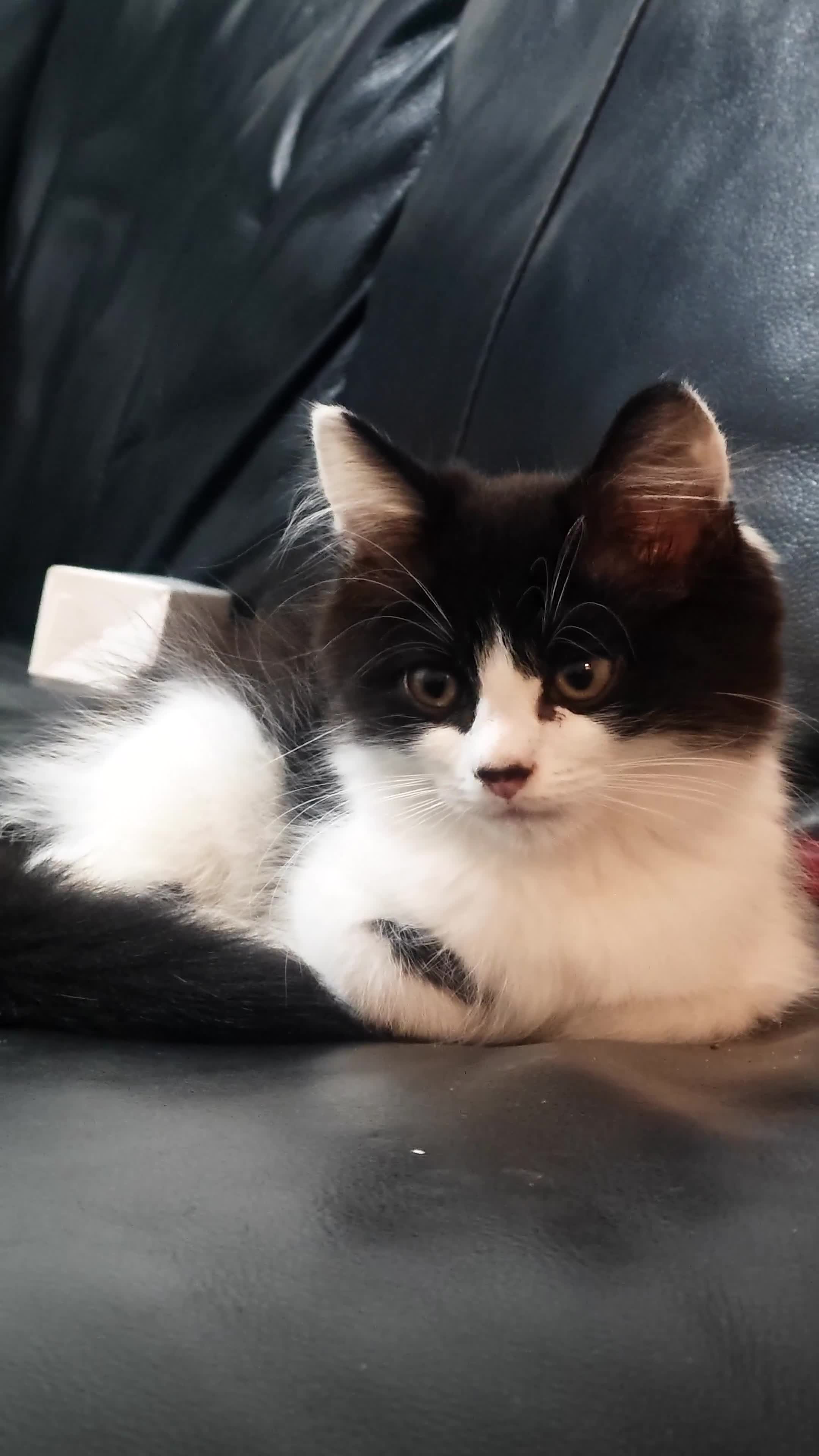 Mixed Breed cats for sale: 🐾 Gorgeous Kitten–Black&White Fluffy Baby - Video 1