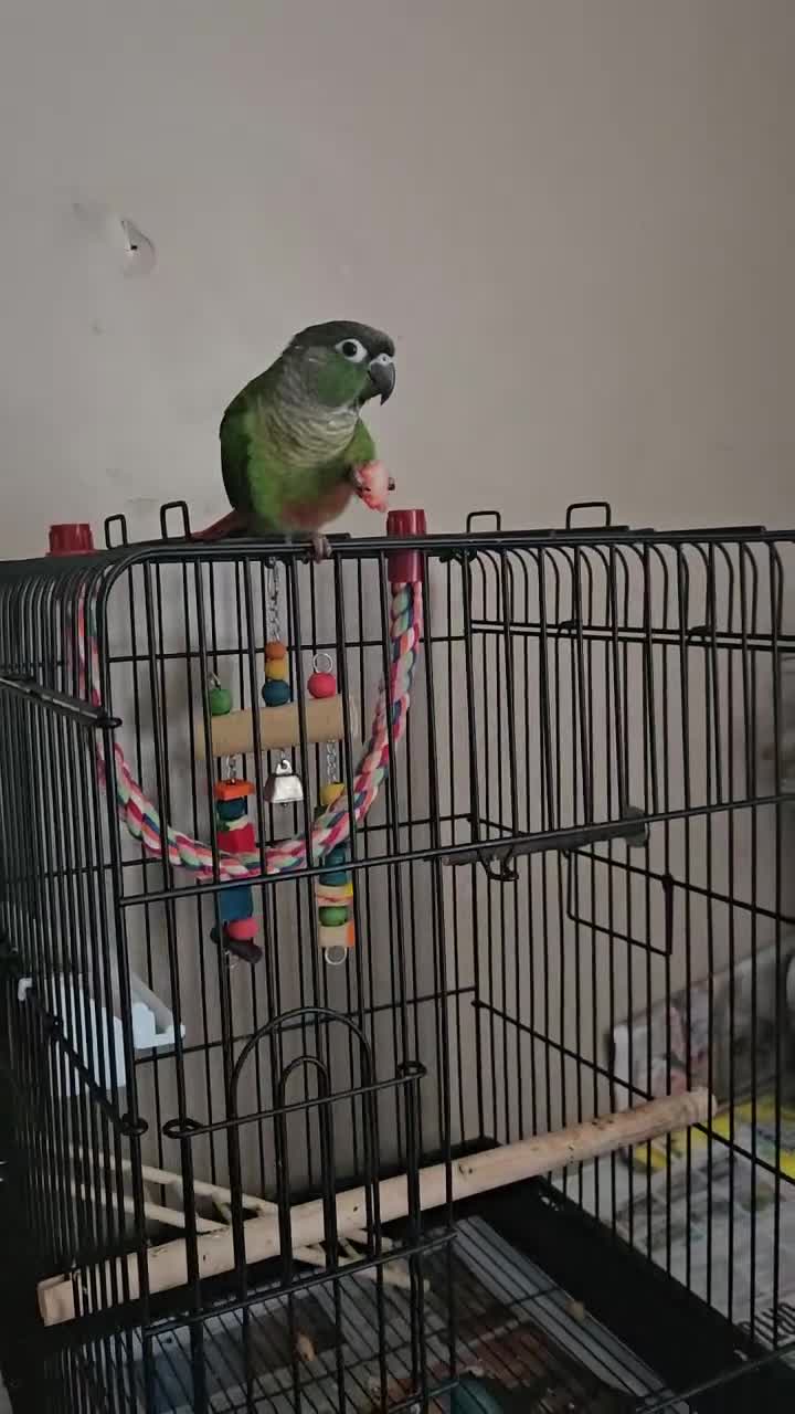 Conures birds for sale: CONURE For sale Around 6month old tamed and reared - Video 1